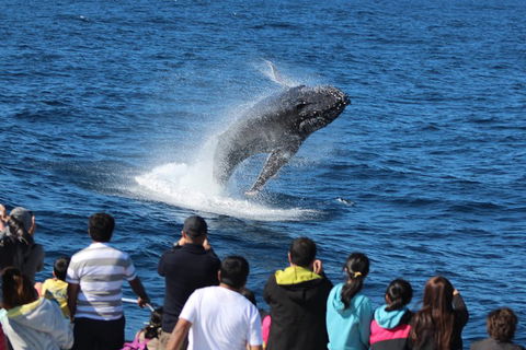 Tangalooma Island Resort Whale Watching Day Cruise - Local Tourism 0