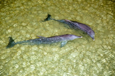 Tangalooma Island Resort Whale Watching Day Cruise With Dolphin Viewing - Local Tourism 0