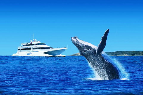 Tangalooma Island Resort Whale Watching Day Cruise With Dolphin Viewing - Local Tourism 2