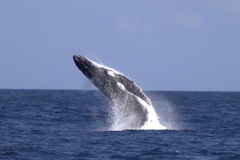 Tangalooma Island Resort Whale Watching Day Cruise With Dolphin Viewing - Local Tourism 4