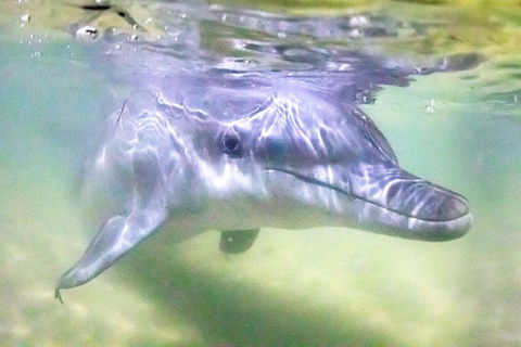 Tangalooma Island Resort Whale Watching Day Cruise With Dolphin Feeding - Accommodation Australia 0