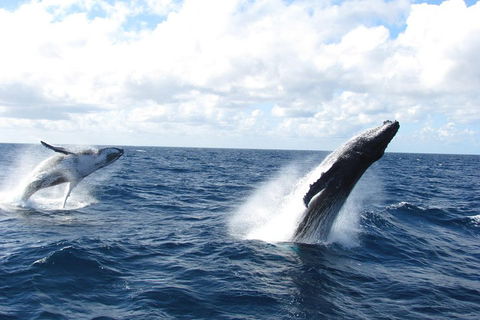 Tangalooma Island Resort Whale Watching Day Cruise With Dolphin Feeding - Accommodation Australia 1