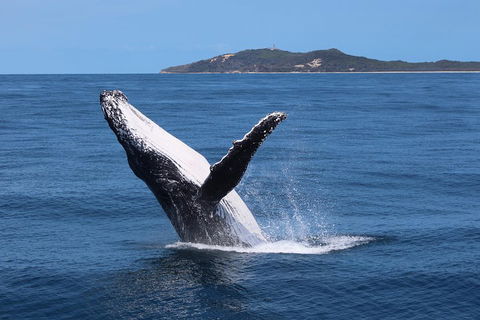 Tangalooma Island Resort Whale Watching Day Cruise With Dolphin Feeding - Accommodation Australia 3