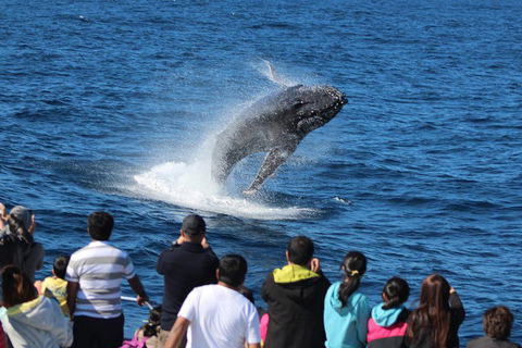 Tangalooma Island Resort Whale Watching Day Cruise With Dolphin Feeding - Accommodation Australia 5