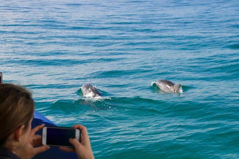 Julian Rocks Byron Bay Cruise - Local Tourism 1