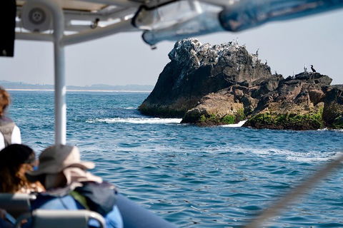 Julian Rocks Byron Bay Cruise - Local Tourism 2