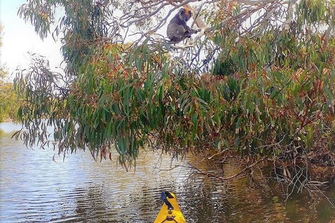 Kangaroo Island Self-Guided Kayaking On The Harriet River - Accommodation Australia 4