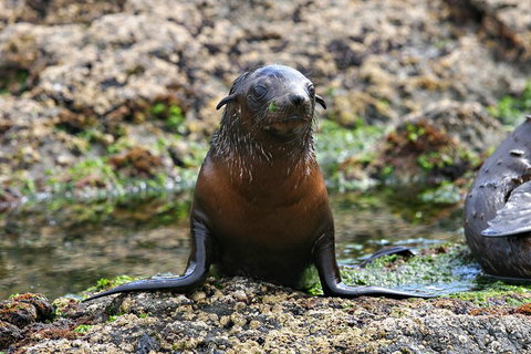 Phillip Island Seal-Watching Cruise - Accommodation Australia 0