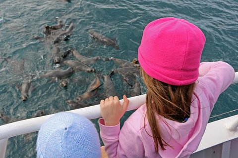 Phillip Island Seal-Watching Cruise - Accommodation Australia 2