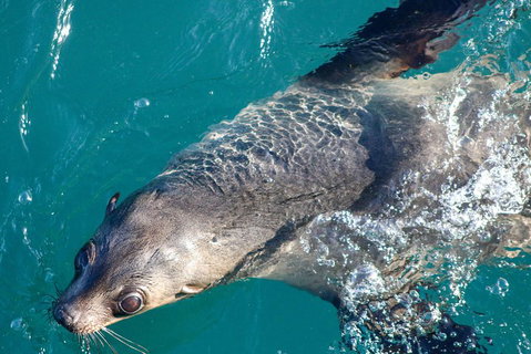 Phillip Island Seal-Watching Cruise - Accommodation Australia 3