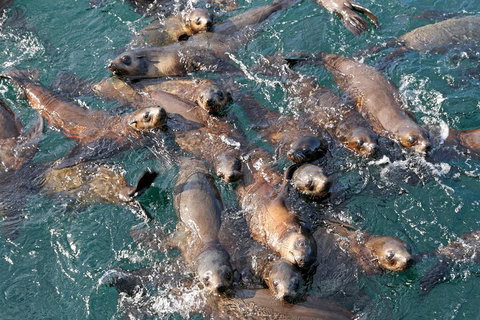 Phillip Island Seal-Watching Cruise - Accommodation Australia 4