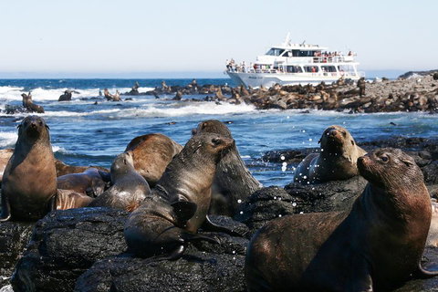 Phillip Island Seal-Watching Cruise - Accommodation Australia 5