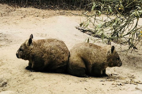 Phillip Island Penguin Parade, Brighton Bathing Boxes And Wildlife Park Tour - Local Tourism 0