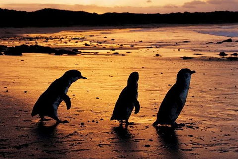 Phillip Island Penguin Parade, Brighton Bathing Boxes And Wildlife Park Tour - Local Tourism 1