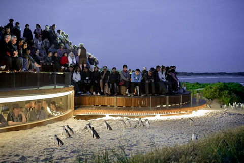 Phillip Island Penguin Parade, Brighton Bathing Boxes And Wildlife Park Tour - Local Tourism 2