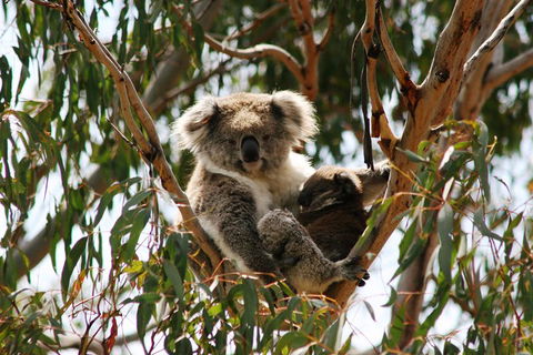 Phillip Island Penguin Parade, Brighton Bathing Boxes And Wildlife Park Tour - Local Tourism 4
