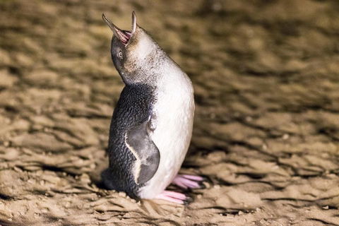 Phillip Island Penguin Parade, Brighton Bathing Boxes And Wildlife Park Tour - Local Tourism 5