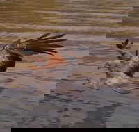 Litchfield and Jumping Crocodiles Full Day Trip from Darwin - Local Tourism