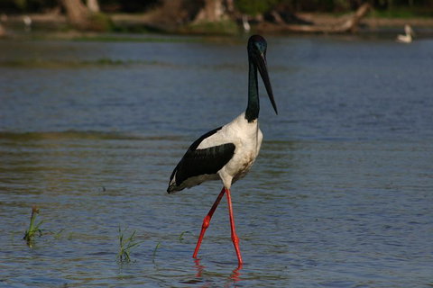 Litchfield And Jumping Crocodiles Full Day Trip From Darwin - Bed n Breakfasts 1