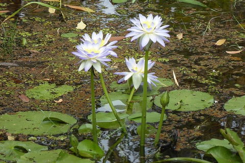 Yellow Water Cruise - Kakadu - Local Tourism 0