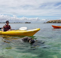 Seal Island and Penguin Island or Point Peron Sea Kayak Tour - Local Tourism