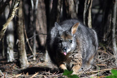 Small-Group Kangaroo Island 4WD Night Tour - Local Tourism 1
