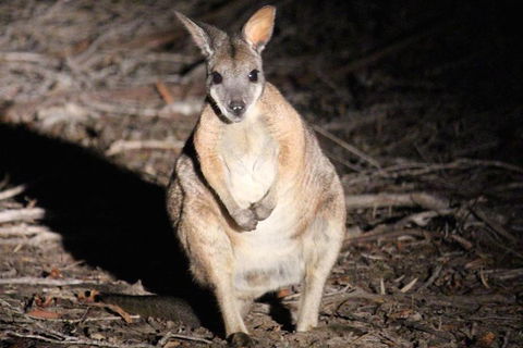 Small-Group Kangaroo Island 4WD Night Tour - Local Tourism 3