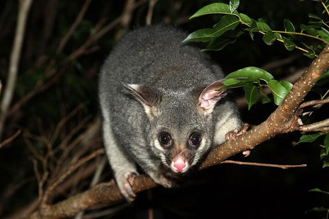 Small-Group Kangaroo Island 4WD Night Tour - Local Tourism 5