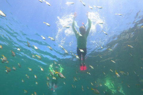 Manly Snorkel Trip And Nature Walk With Local Guide - Local Tourism 0