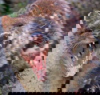 After Dark Tasmanian Devil Feeding Tour at Cradle Mountain - Local Tourism