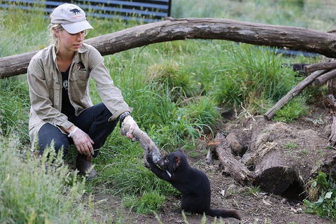 After Dark Tasmanian Devil Feeding Tour At Cradle Mountain - Local Tourism 1