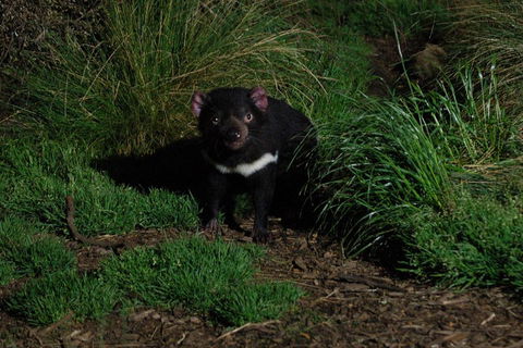 After Dark Tasmanian Devil Feeding Tour At Cradle Mountain - Local Tourism 4