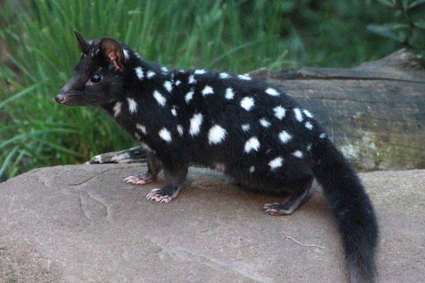 After Dark Tasmanian Devil Feeding Tour At Cradle Mountain - Local Tourism 5