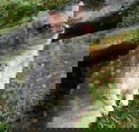 1-Hour Tasmanian Devil Feeding Day Tour at Cradle Mountain - Local Tourism