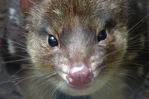 1-Hour Tasmanian Devil Feeding Day Tour At Cradle Mountain - Local Tourism 3