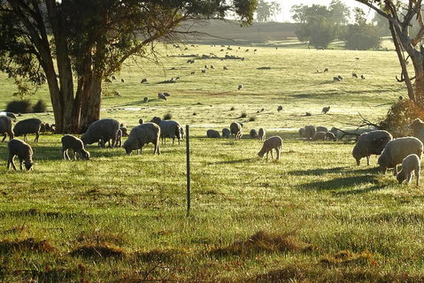 The Big Wave Rock (Private) Day Tour - Accommodation Australia 1