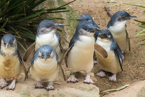 Healesville Sanctuary And Phillip Island Wildlife Bus Tour - Local Tourism 2