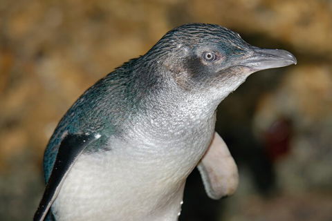 Healesville Sanctuary And Phillip Island Wildlife Bus Tour - Local Tourism 4