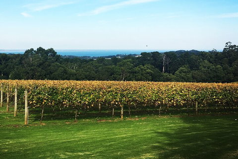 Yarra Valley Wine Tour Inc Lunch With A Glass Of Wine, Tastings And Chocolate - Accommodation Australia 2