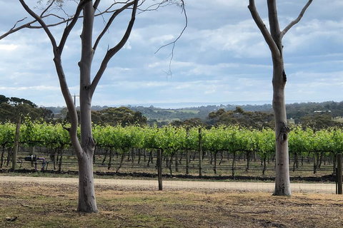 Yarra Valley Wine Tour Inc Lunch With A Glass Of Wine, Tastings And Chocolate - Accommodation Australia 3