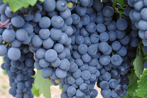 Barossa Valley Cellar Doors Luxury Wine Tour - Local Tourism 4