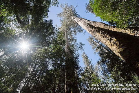 Mt Field And Styx Valley Photography Tour - Accommodation Australia 1