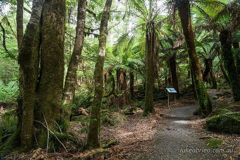 Mt Field And Styx Valley Photography Tour - Accommodation Australia 2