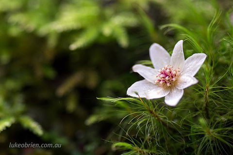Mt Field And Styx Valley Photography Tour - Accommodation Australia 5