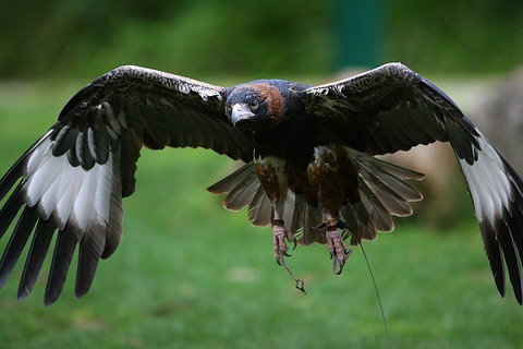Yarra Valley Wildlife & Wine Day Tour From Melbourne With Healesville Sanctuary - Accommodation Australia 1