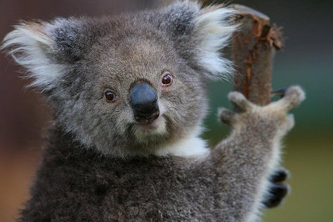 Yarra Valley Wildlife & Wine Day Tour From Melbourne With Healesville Sanctuary - Accommodation Australia 2