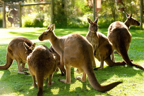Yarra Valley Wildlife & Wine Day Tour From Melbourne With Healesville Sanctuary - Accommodation Australia 4