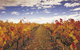 Yarra Valley Wildlife & Wine Day Tour From Melbourne With Healesville Sanctuary - thumb 5