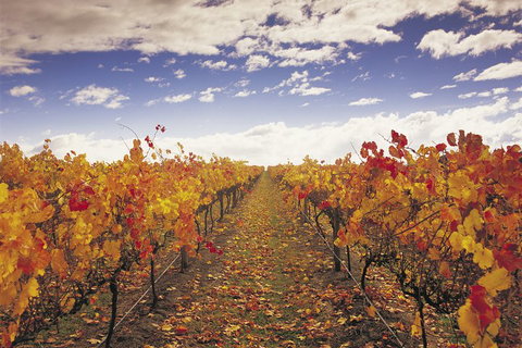 Yarra Valley Wildlife & Wine Day Tour From Melbourne With Healesville Sanctuary - Accommodation Australia 5