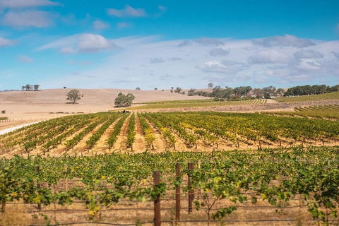 Barossa Valley Private Tour (from 2 To 11 People) - Accommodation Australia 2